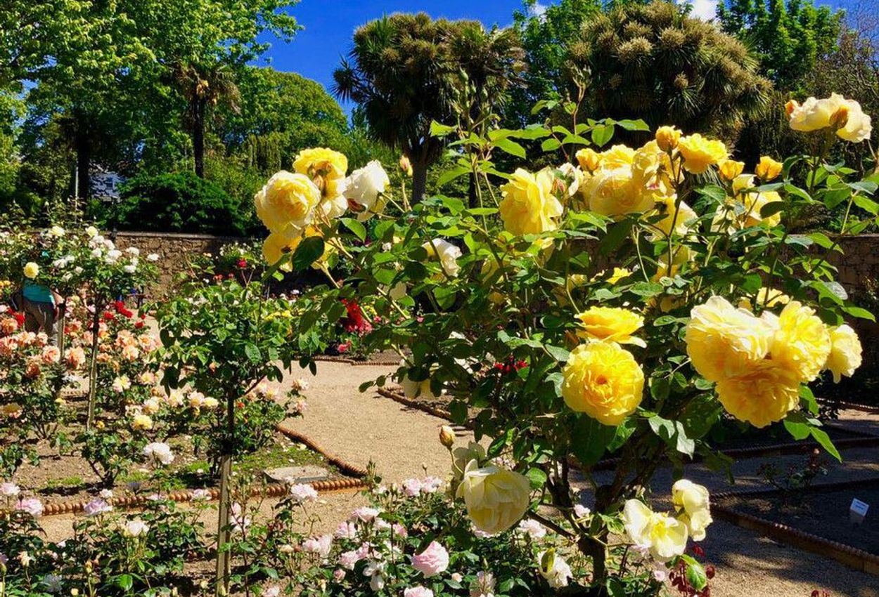 Rosengarten in St. Helier auf Jersey