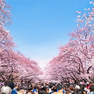 Hanami Kirschblüten in Tokyo im Ueno Park