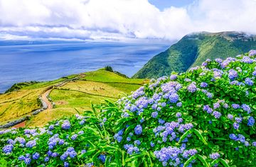 Blühende Azoren