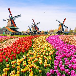 Tulpenfeld vor Windmühlen in Zaanse Schans _AdobeStock_126326810_©Olena Zn 