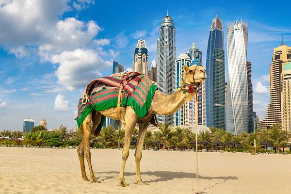 Skyline Dubai mit Kamel