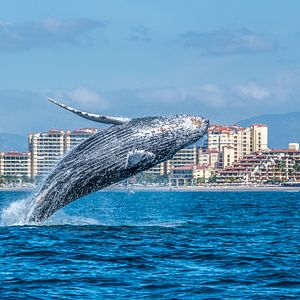 Mexiko Puerto Vallarta Buckelwal