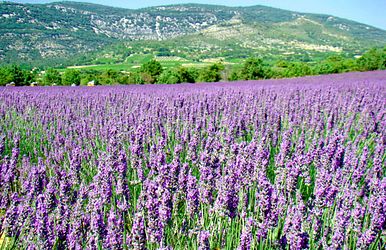 malerisches südfrankreich