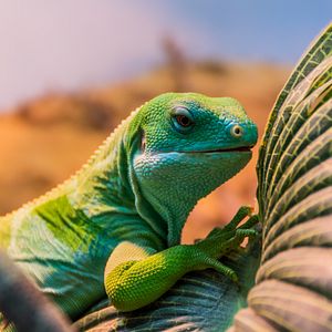 Leguan Fidschi Inseln 