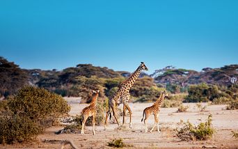 auszeit zwischen den kontinenten
