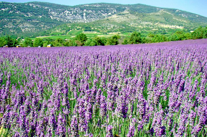 Impression zu nicko cruises - MS BIJOU DU RHONE - Malerisches Südfrankreich