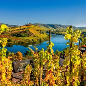 Moseltal_Herbst_AdobeStock_169475688 © EKH-Pictures