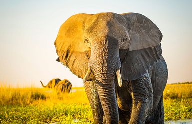 Elefant in der Savanne