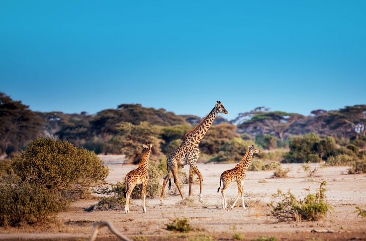 Impressionen zu Winter 2026/27 - Mein Schiff Flow - Wildes Südafrika und Orient