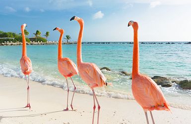 Flamingos am Strand auf Aruba