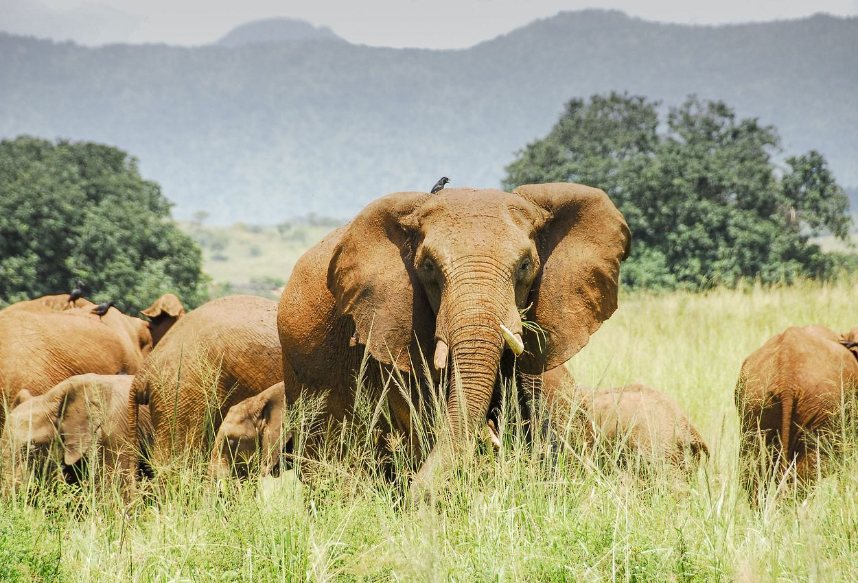 Elefanten im Kidepo Valley Nationalpark in Kenia