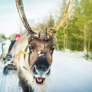 Finnland  Lappland Motorschlitten