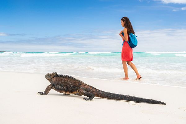 Q:\Destinationen\Equador\Galapagos_Strand_Meerechse_AdobeStock_221773939 © Maridav.jpeg
