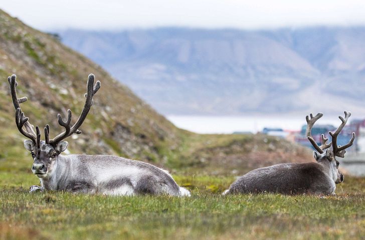 Impression zu Sommer 2027 - AIDAluna - Norwegen mit Spitzbergen & Lofoten