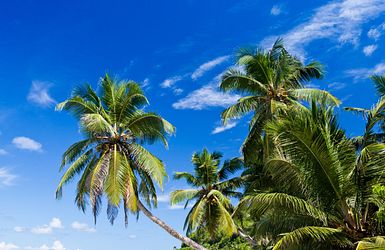 Strand auf den Seychellen