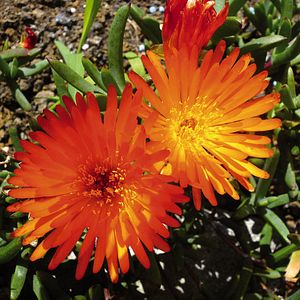 Sete Cidades Sao Miguel Azoren Portugal