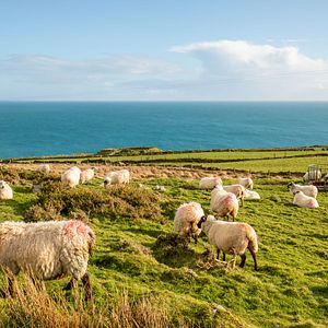 Schafe in Irland