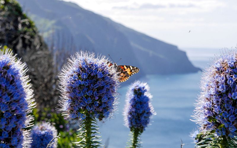 naturschätze der kanaren und madeira