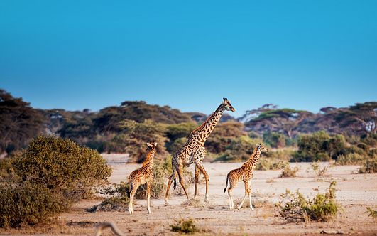 wildes südafrika und orient