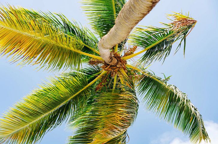 Impressionen zu Winter 2027/28 - AIDAprima - Karibische Insel-Rundreise