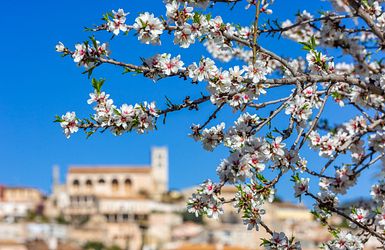 Zart, roséfarbene Blüten schmücken die Landschaft