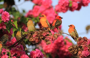 Kardinäle auf den Seychellen 
