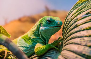 Leguan 