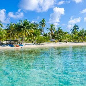 Meeresschildkröte in Cozumel 