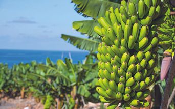 inselschätze des atlantiks