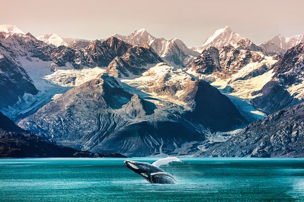 Ein Wal in der Inside Passage