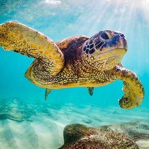 Hawaii Schildkröte