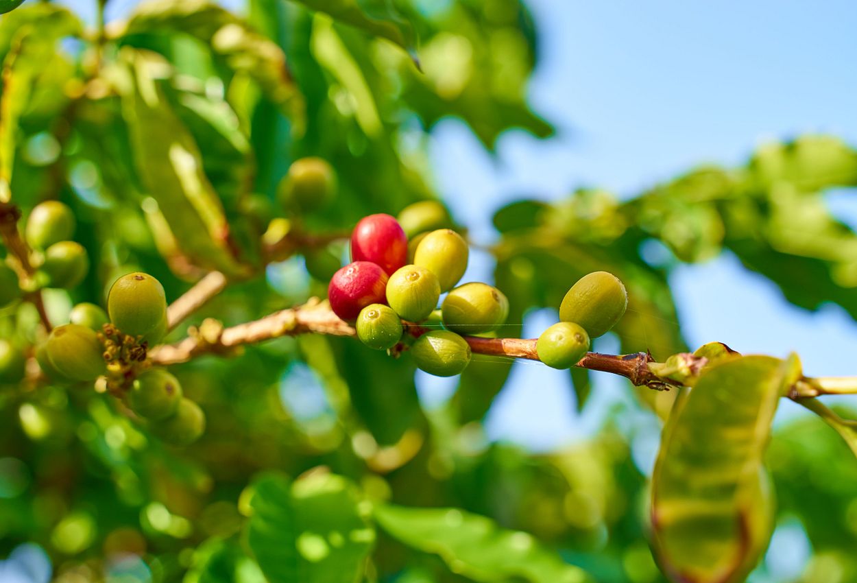 Kaffeepflanzenernte auf Gran Canaria