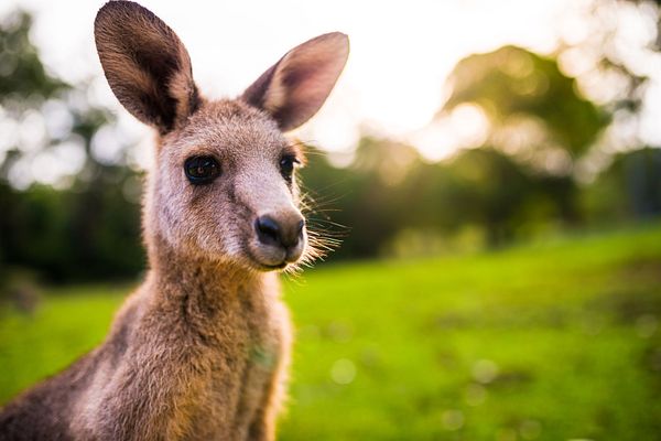 Känguru in Australien