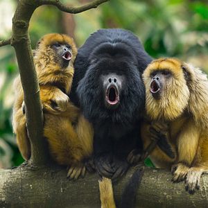 Amazonas Brasilien Brüllaffen