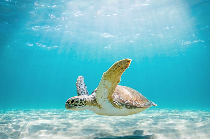 Impression zu Festtagsreisen 2025/26 Besttarif - Mein Schiff 2 - Festtage in der Karibik