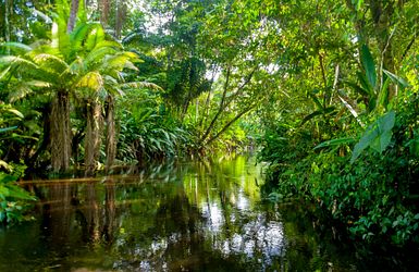 Im Dschungel des Amazonas in Brasilien
