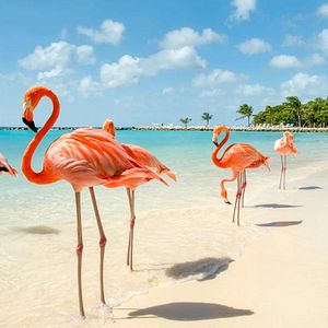 Flamingos auf Aruba