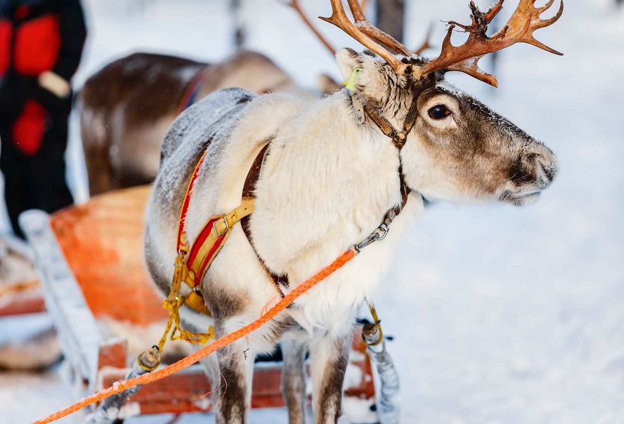 Rentier in Finnland