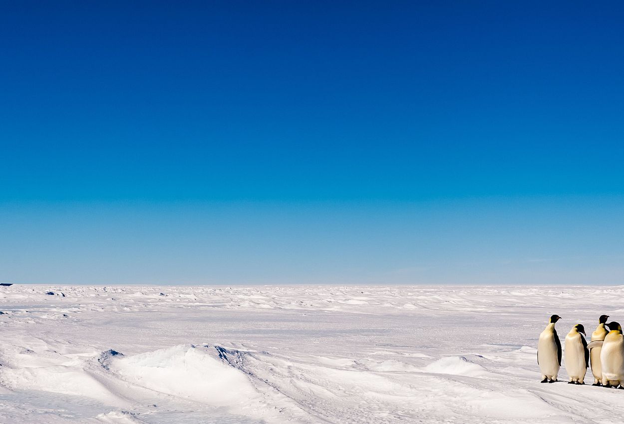 Pinguine Antarktis