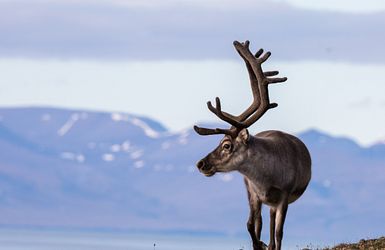 Rentier auf Spitzbergen