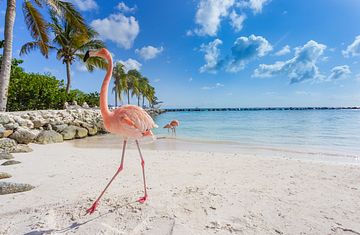 Karibische Insel-Rundreise