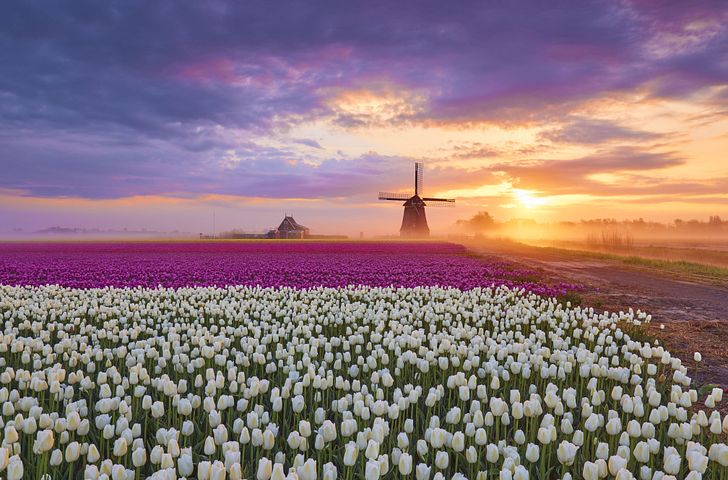 Impression zu nicko cruises - MS RHEIN MELODIE - Ein Tulpenmeer für die Sinne