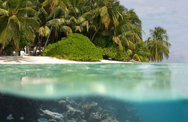 Unterwasserwelt und über Wasser Palmen