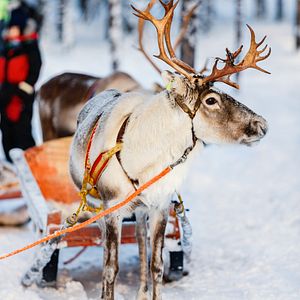 Lappland Schlittenhunde
