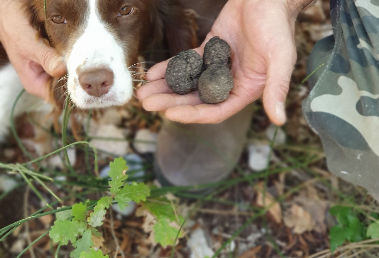 Mit Spürhund auf Trüffelsuche