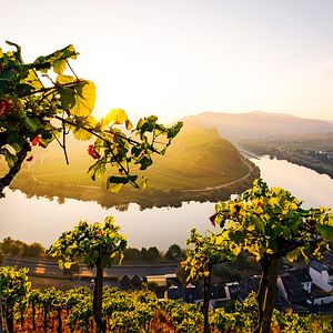 MOSEL FLUSSTAL WEINBERGE