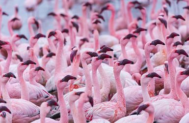 Flamingo in der Walvis Bay