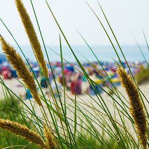 Strandhafer Borkum U+R