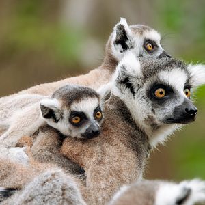 Lemuren auf Madagaskar