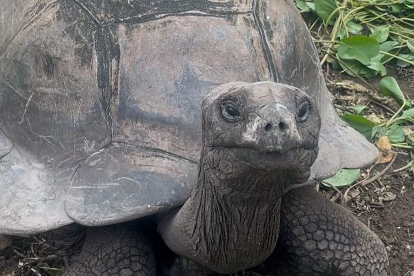 Riesenschildkröte in Aldabra, Seychellen